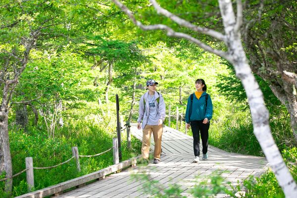 木漏れ日差し込む戦場ヶ原の木道
