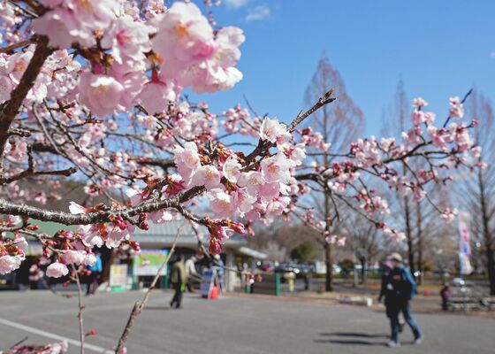 公園内に咲くカワヅザクラ