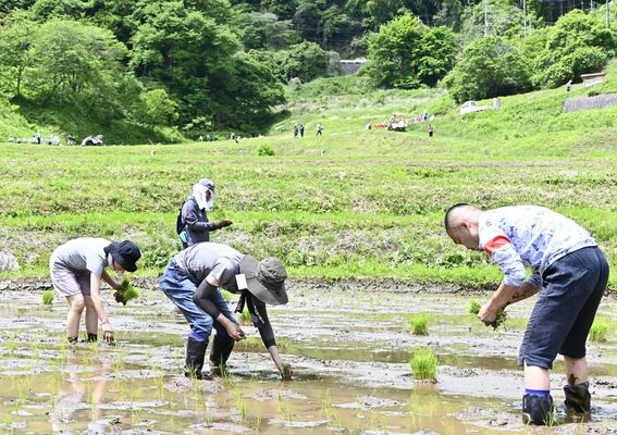 入郷石畑の棚田で田植えを楽しむ参加者たち