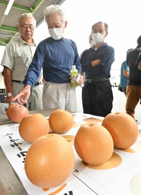 梨の規格を確認する生産者たち
