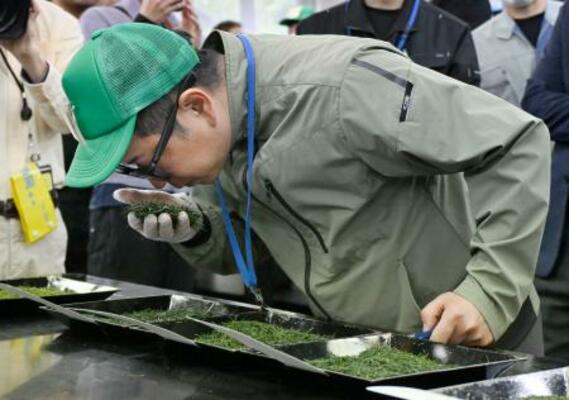 　静岡茶市場で開かれた「新茶初取引」で、茶の香りを確かめる関係者＝２０日午前、静岡市