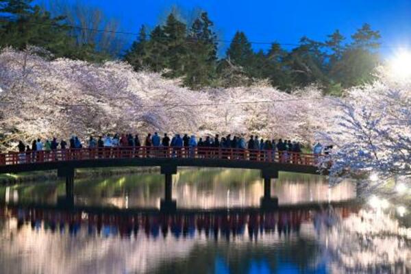 　見頃を迎えライトアップされた、国内有数の桜の名所として知られる青森・弘前公園の桜＝１５日午後、弘前市
