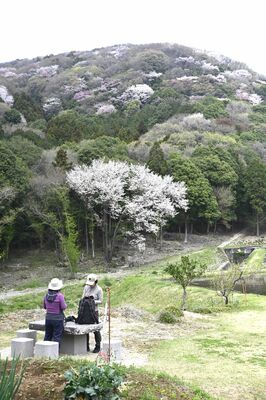 見頃を迎えている高峯山のヤマザクラ