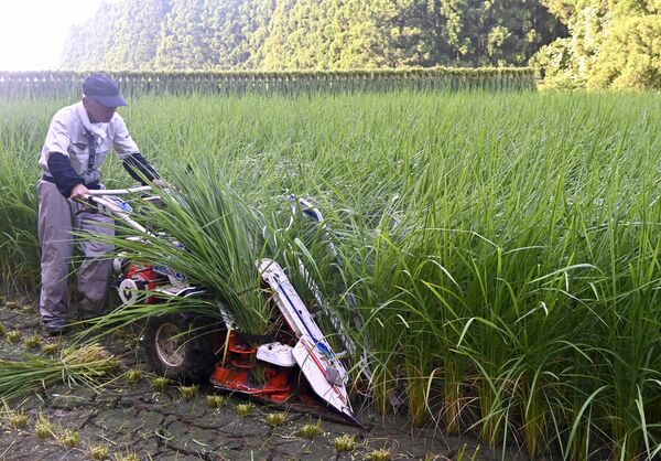 最盛期を迎えた青わらの収穫作業=28日午前6時50分、塩谷町喜佐見