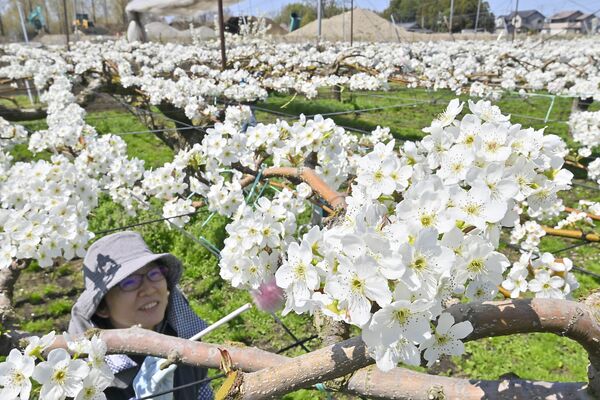 ナシの花が満開の園内で始まった人工授粉作業＝８日午前11時55分、宇都宮市氷室町
