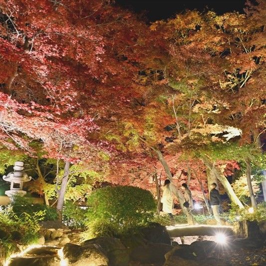 鹿沼・掬翠園で紅葉ライトアップ 3日まで、幻想的に園内照らす｜県内