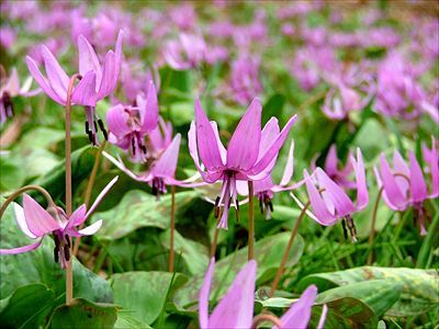 万葉自然公園かたくりの里