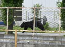 【緊急銃猟】市街地、難しい発砲判断