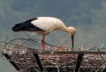 コウノトリのひな3羽確認　小山・渡良瀬遊水地　「マナー守って見守って」