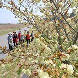 復活の黄桜、河川敷彩る　宇都宮の西鬼怒川で150本見頃