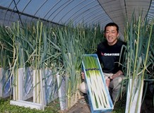 ＜21＞那須に根付いたネギ栽培　甘く軟らか「白美人」