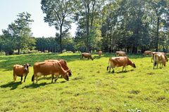 秋は牛乳がおいしい季節