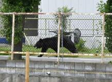 【緊急銃猟】市街地、難しい発砲判断