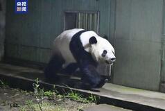 双子パンダ、中国到着