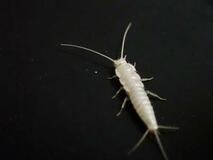 古文書食べる害虫分布が拡大