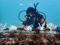 万博展示の人工サンゴ、海へ移植