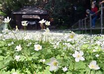 野木でニリンソウ満開