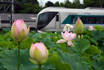 ハスと電車が競演　日光