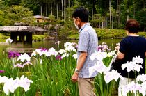 ハナショウブ咲き競う　鹿沼・古峯神社