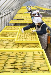 干し芋作りがシーズン　足利