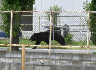 【緊急銃猟】市街地、難しい発砲判断