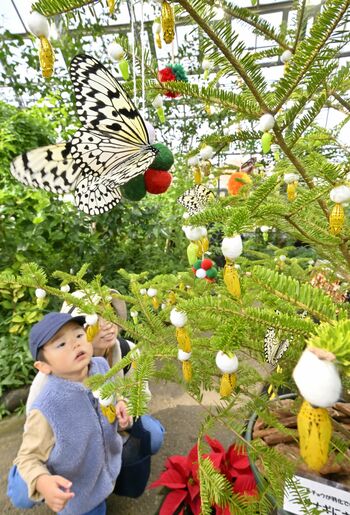 黄金のサナギが彩るツリー登場 優雅に舞うチョウとともに
