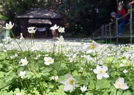 かれんな白い花を咲かせるニリンソウ＝４日午前１０時５５分、野木町野木