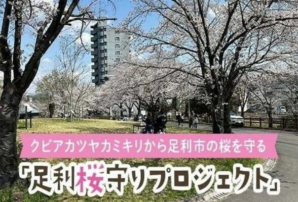 市が立ち上げた「ふるさと納税型クラウドファンディング」のイメージ