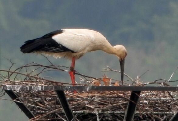 ひな３羽の姿が確認されたコウノトリ。親鳥のくちばし付近に姿が確認できる＝30日午前、小山市下生井（ＮＰＯ法人わたらせ未来基金の青木章彦理事長撮影）