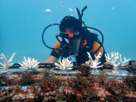 鹿児島・与論島の海中で人工サンゴを設置する様子=10月(関西大提供)