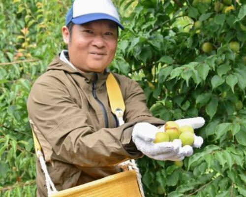　南高梅の収穫に励む石橋拓実さん＝５日午前、和歌山県みなべ町
