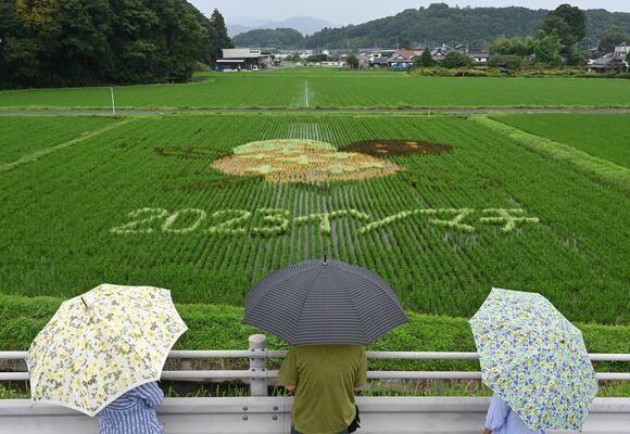 アジサイを表現した田んぼアート