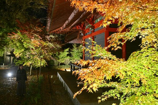 木々が色づき始め、ライトアップされた境内=午後5時10分、益子町大沢