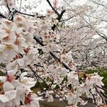 桜の開花予想、宇都宮は３月27日　ウェザーニューズ発表