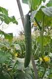 夏の味覚　県産キュウリ　夏バテ防止の優等生　みずみずしさと香り魅力