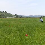 生育不良でポピー畑断念 「初の事態」と関係者 さくら・早乙女の荒川河川敷 原因は…