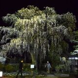 樹齢190年天然記念物のシダレザクラ見頃　矢板武記念館、日没後はライトアップも