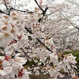 桜の開花、宇都宮は28日見込み　八幡山公園は30日　ウェザーニューズ
