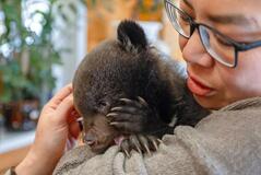 クマが気になるの