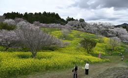 桜と菜の花 競演