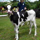 気候変動で研究を本格化　暑さに強いホルスタイン牛、栃木県畜産酪農研究センターで公開
