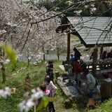 ４年ぶり全10戸で花見　茂木・山中集落