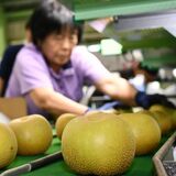 トップバッターは「幸水」　大田原でナシの出荷始まる