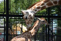 キリンの赤ちゃん誕生　宇都宮動物園