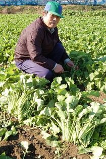 佐野の伝統地場野菜「かき菜」　冬の寒さで増す甘さ　ブランド化で販路拡大