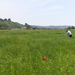 生育不良でポピー畑断念　「初の事態」と関係者　さくら・早乙女の荒川河川敷　原因は…