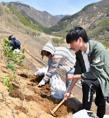 山の斜面に苗木を植樹する参加者＝23日午前10時55分、日光市足尾町