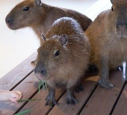 「おさるランド＆アニタウン」で飼育されているカピバラ（おさるランド提供）