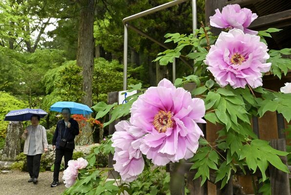 しっとりと大輪を咲かせる妙雲寺のボタン＝13日午前11時35分、那須塩原市塩原