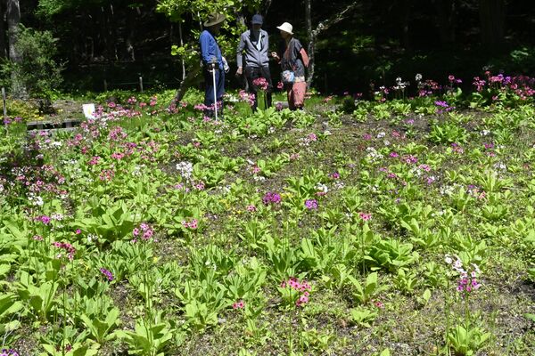 見頃を迎えたクリンソウの群生地